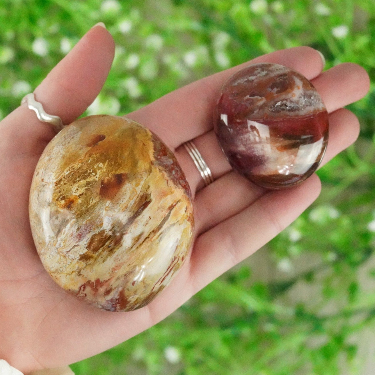 Petrified Wood Palm Stone
