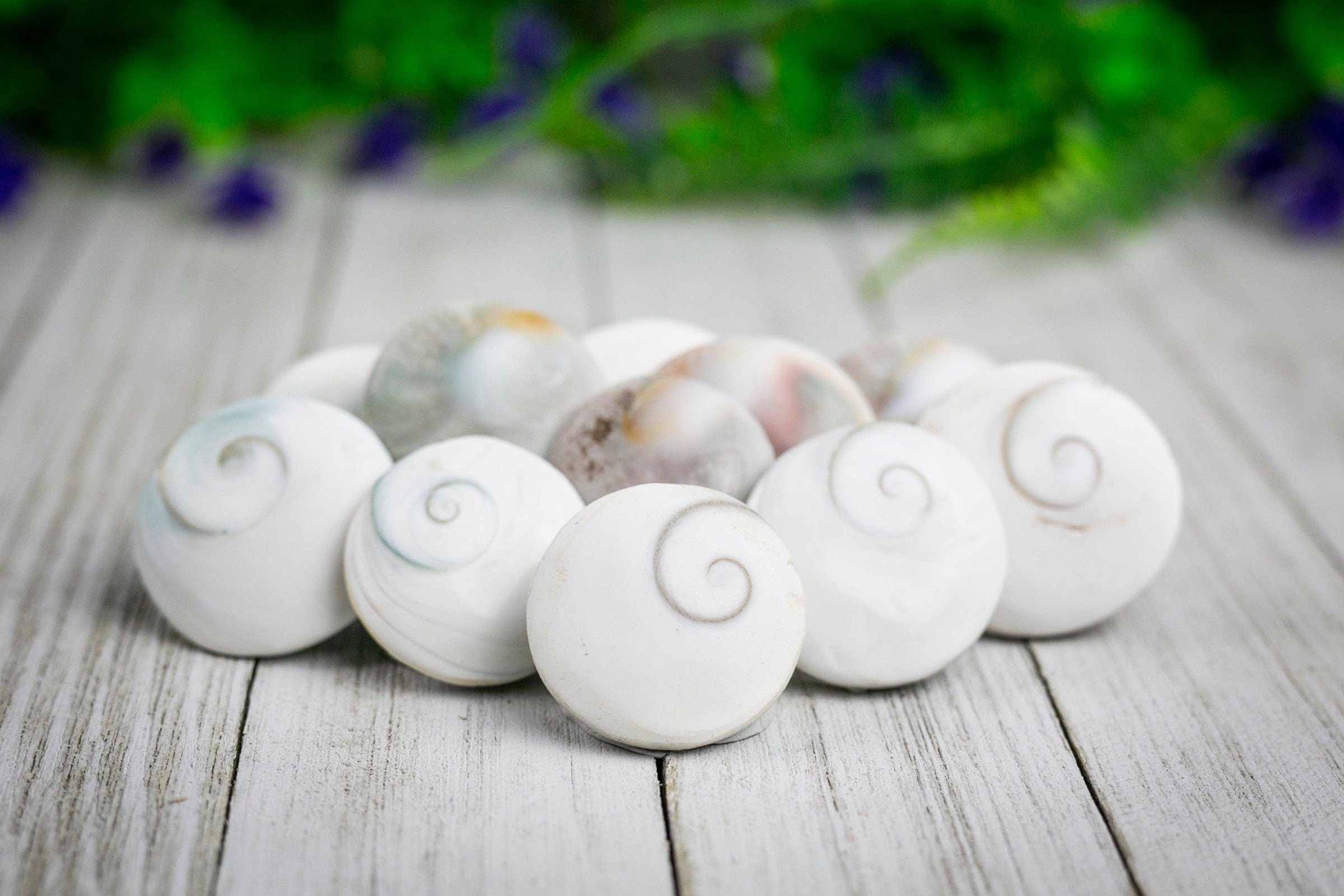 Shiva Eye Shell Round