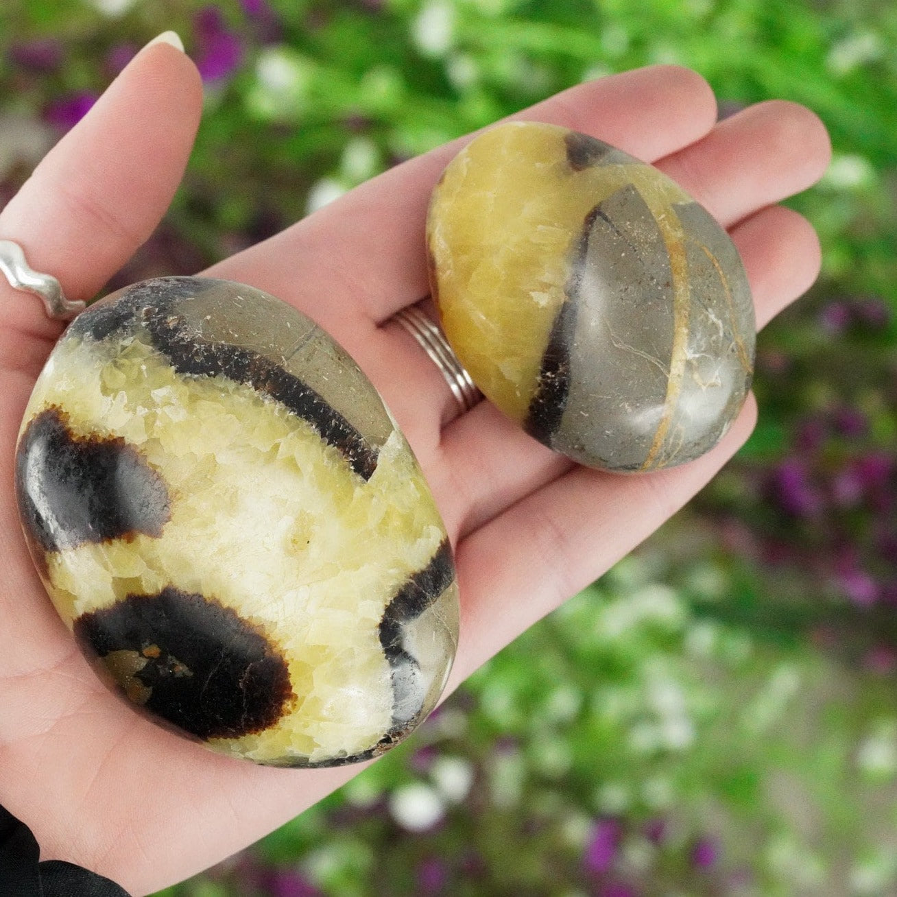 Septarian Palm Stone