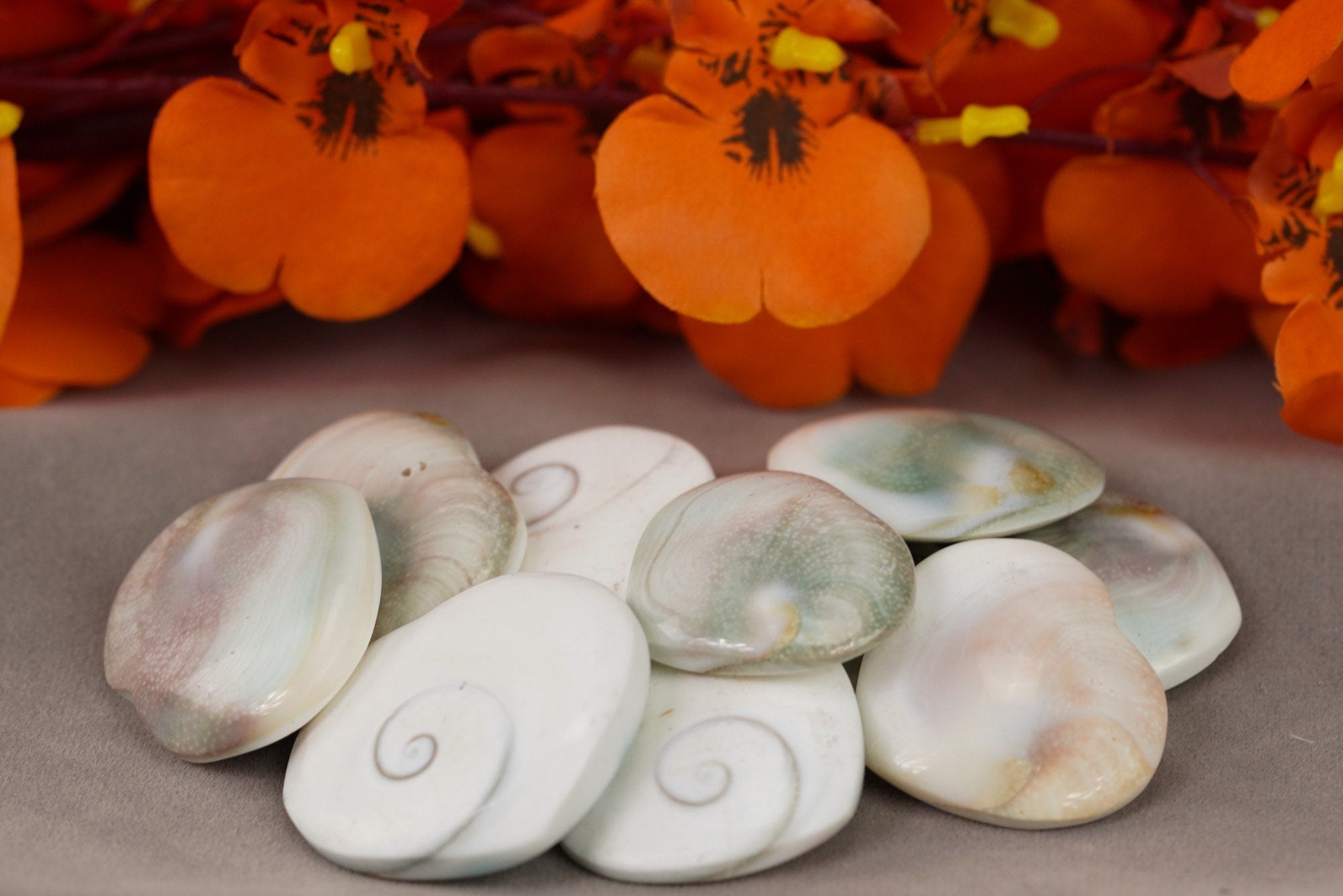 Shiva Eye Shell Heart