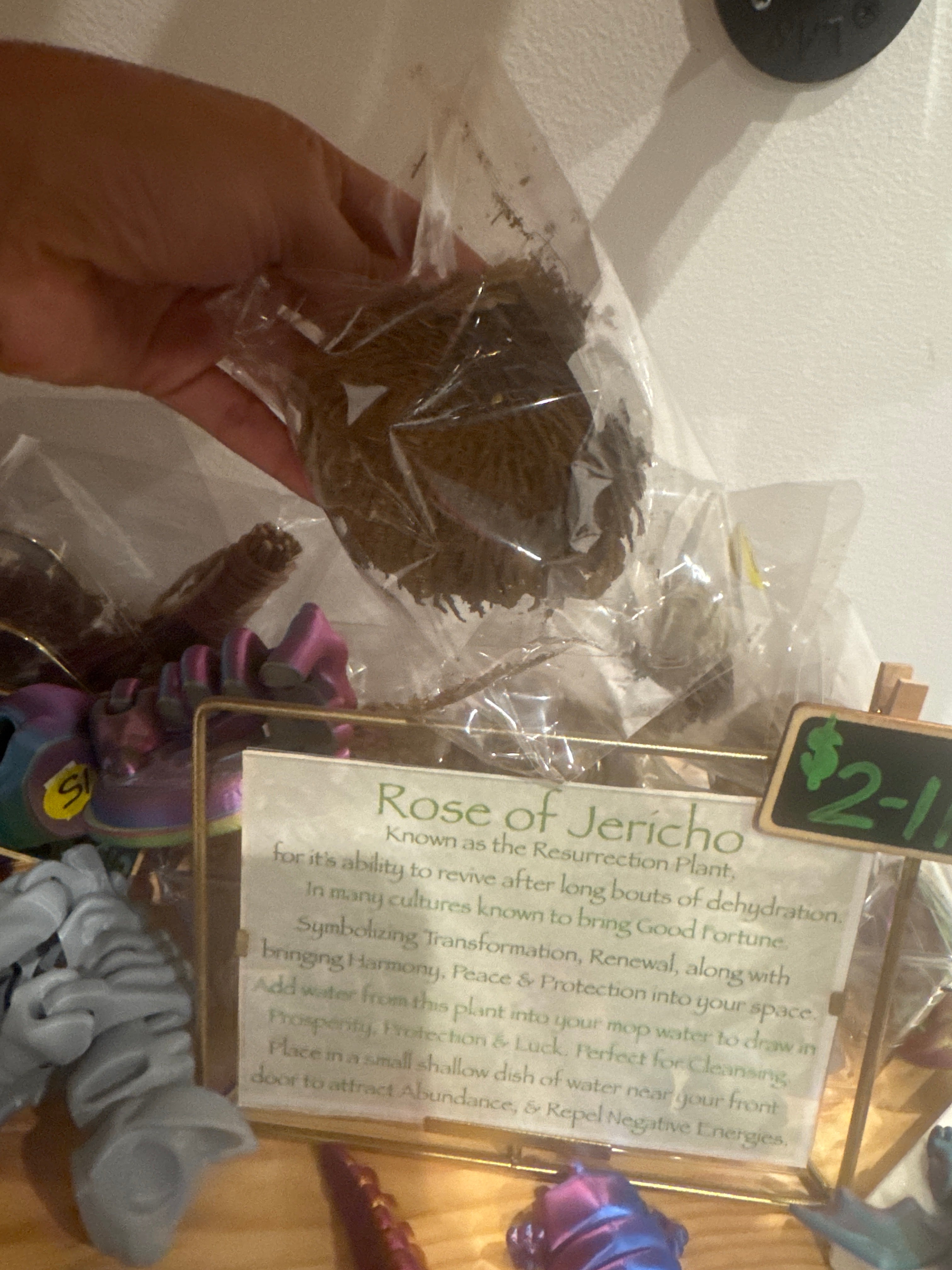 Ravn.Wickd Rose of Jericho