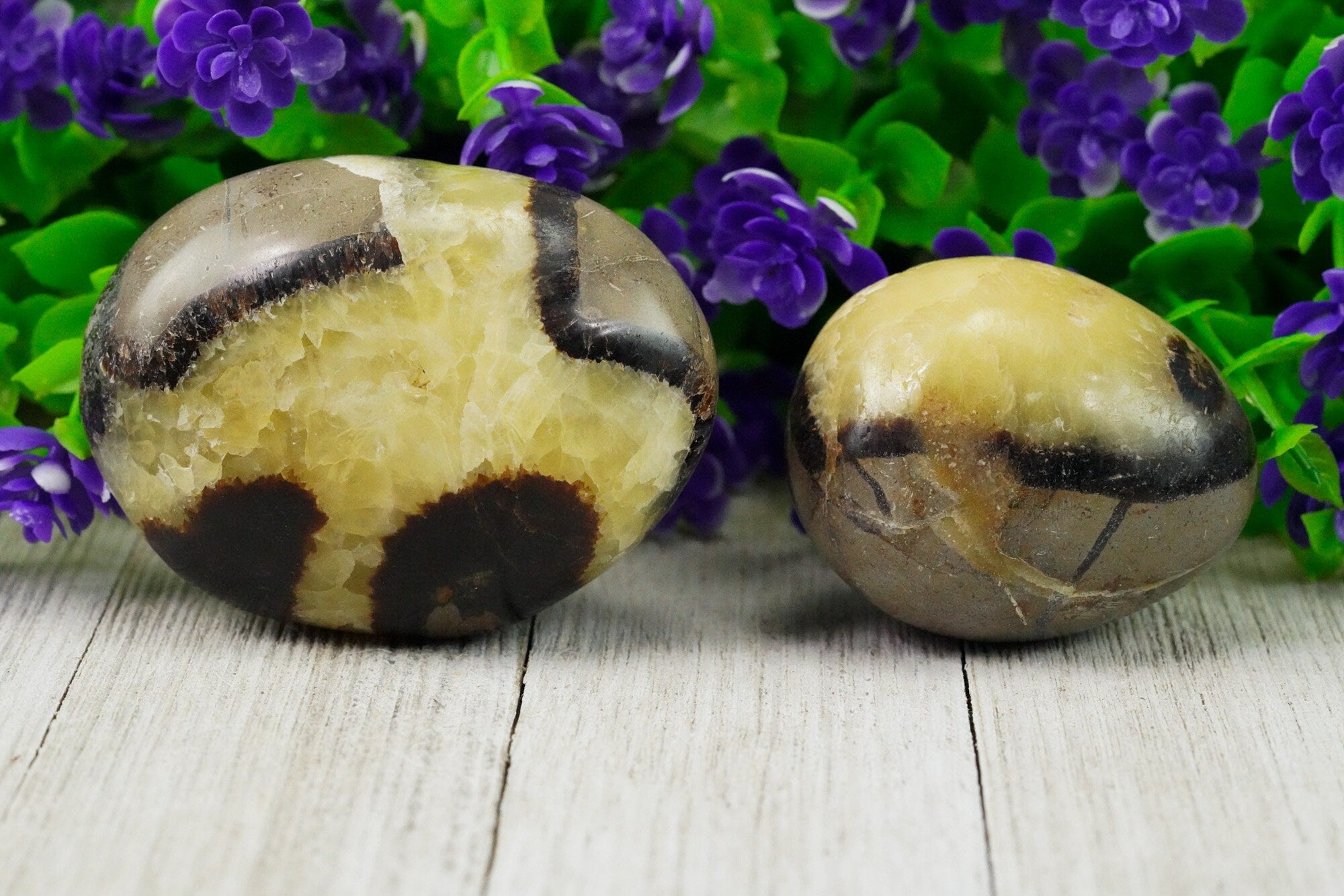 Septarian Palm Stone