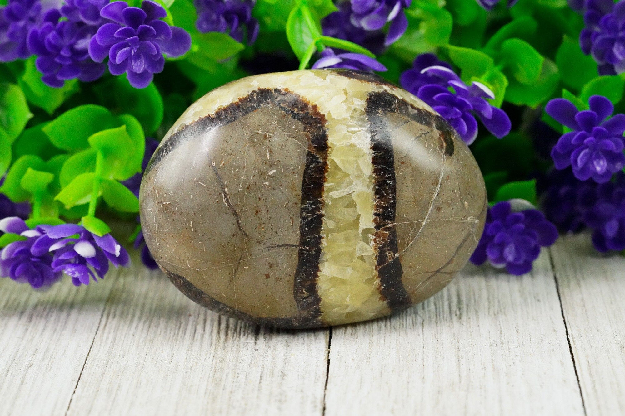 Septarian Palm Stone