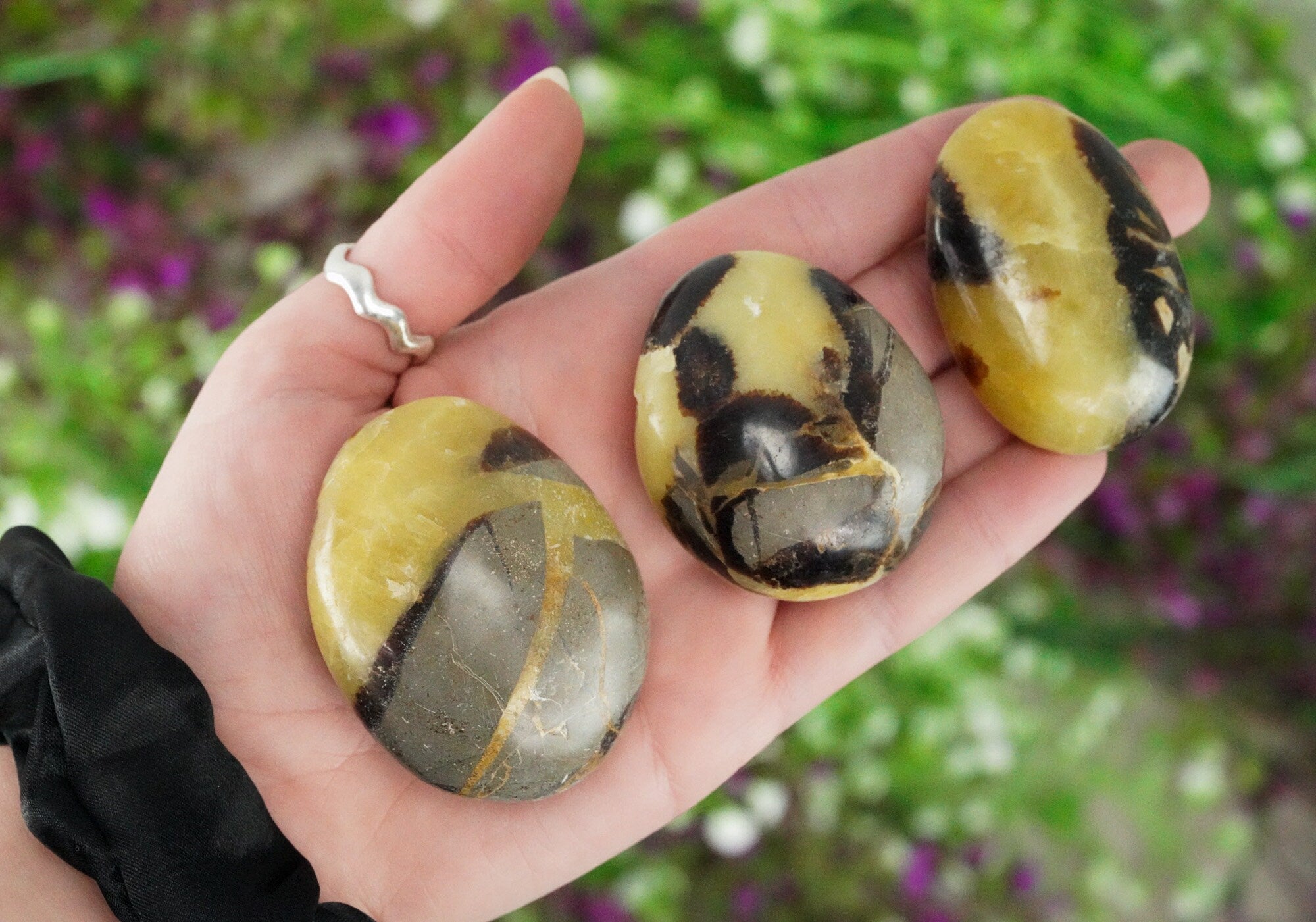 Septarian Palm Stone