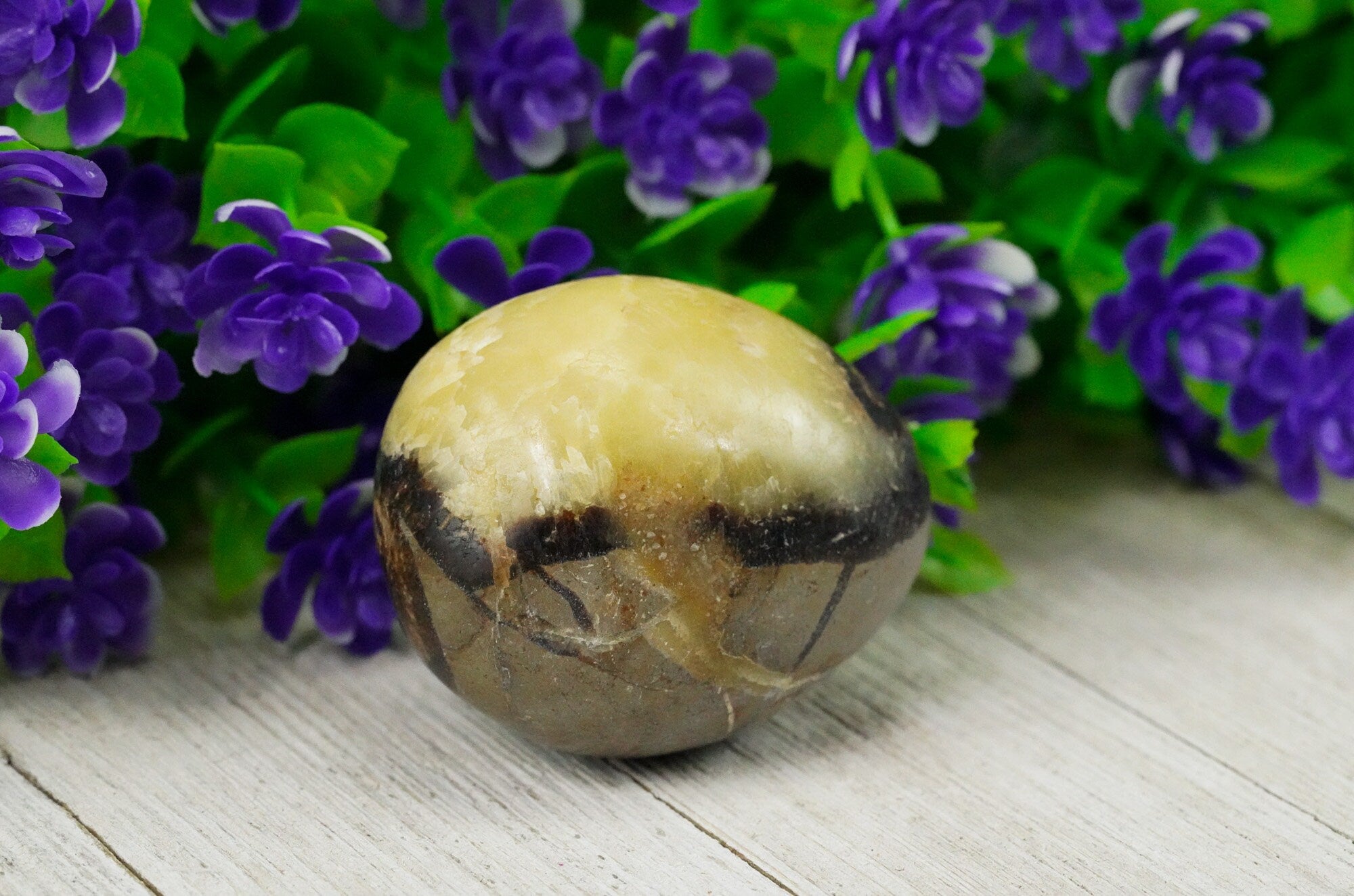 Septarian Palm Stone